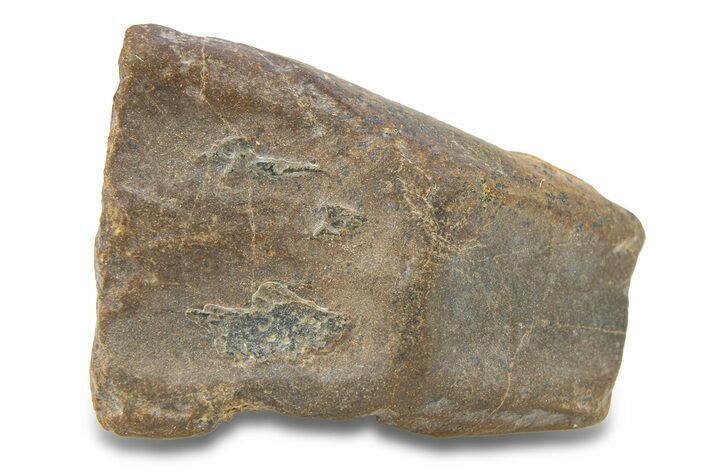 Fossil Dinosaur (Triceratops) Shed Tooth - Wyoming #289173